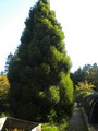 Cryptomeria japonica